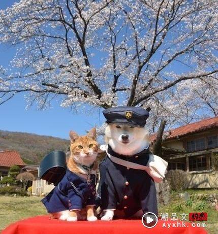 科普 I 2月22日是日本“猫之日”，原因是222的日文发音像猫咪叫声？ 更多热点 图5张